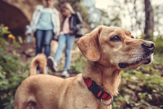 Comment choisir les meilleurs accessoires pour votre chien ?
