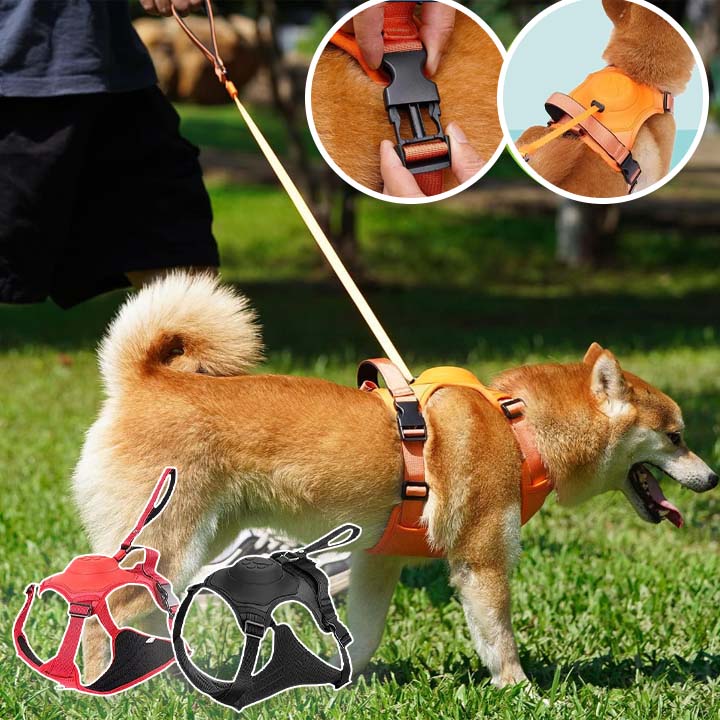 Harnais pour chien avec laisse rétractable intégrée